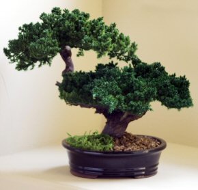 Bonsai — Bonsai Boy Monterey Juniper Preserved Bonsai Tree