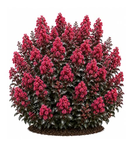 Shrubs — Votaniki Cherry Mocha Crapemyrtle Shrub, Cherry Red