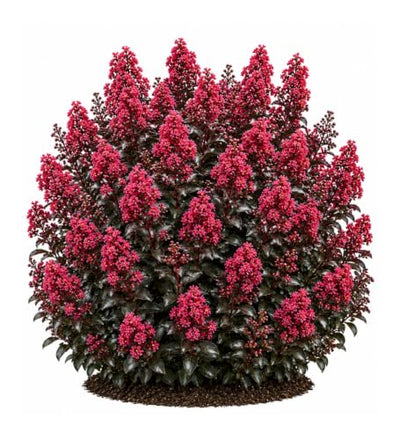 Shrubs — Votaniki Cherry Mocha Crapemyrtle Shrub, Cherry Red