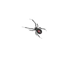 Bug Shield Sticky Glue Traps 72 Glue Boards, Bulk Pack 12 Boxes / 864 Bug Traps. All Types of Incets, Spiders, Cockroaches, Ants, Cave Crickets. Cost Per Board .35 Cents