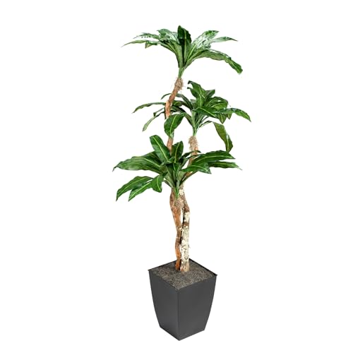 D&W Silks 7' Birdnest Palm in Square Metal Planter