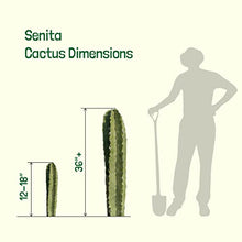 Cactus Outlet - Senita Live Cactus, Cactus Plants Live, Live Plants Indoor & Outdoor Use 36”+ - Large Live Cactus - Landscape Ready Large Cactus Plant Live Delivered Right to Your Door