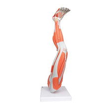 3B Scientific Muscular Leg Model 9-Part 3B Smart Anatomy
