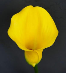 Votaniki Calla Lily 'Strong Gold' Bulbs — Hardy Perennial, Golden Yellow Blooms for Summer Gardens & Cut Flower Arrangements | Summer Flowering, Easy to Grow Perennial (25 Pack)