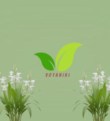 Votaniki Bletilla striata Alba Hardy Orchid #1 Size Root White Flowering Perennial with Iris Like Foliage for Woodland Gardens Borders Containers and Outdoor Landscapes