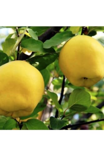 SODEF Eşme Quince Fruit Tree Sapling, Semi-Dwarf, 15.7-19.7 in Height, Cold Hardy to -26°C, Appropriate for Regions, Great for Eating, Drying, Jams, and Desserts, Self-Fertile