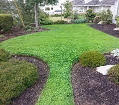 Micro Clover Ground Clover Seeds (10 lbs.)