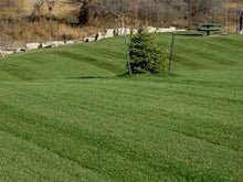 Award Kentucky Bluegrass Seed (25 Lbs.)
