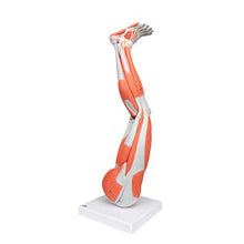 3B Scientific Muscular Leg Model 9-Part 3B Smart Anatomy