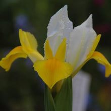 Dutch Iris ‘Coco Beach’ – Top-Size 8+ cm Bulbs for Fall Planting | White and Yellow Petals with Deep Golden-Orange Blotch | Hardy 50 cm Perennial Ideal for Garden Beds and Vibrant Cut Bouquets