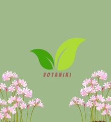 Votaniki Lycoris Squamigera Resurrection Lily Top Size Bulbs, Pink Trumpet Flowers for Late Summer Gardens, Full Sun or Partial Shade, Butterfly and Hummingbird Planting