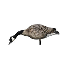 Avian-X AXP Honkers Fusion Pack Full Body Canada Goose Decoys Multicolor