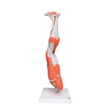 3B Scientific Muscular Leg Model 9-Part 3B Smart Anatomy