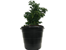 Viagrow 15 Gallon Round Nursery Trade Pots 480 Pack Black