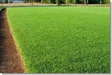 Lesco Double Eagle Perennial Ryegrass Seed Blend (50 Lbs.)