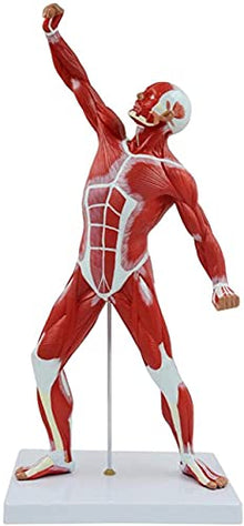 DACUDA 20" Human Muscle Anatomy Model