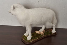 Generic Arctic Fox Taxidermy Mount Lifelike White Fox Decor