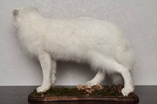 Generic Arctic Fox Taxidermy Mount Lifelike White Fox Decor