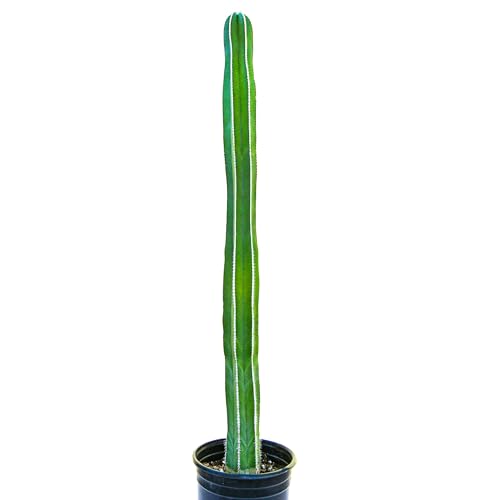 Cactus Outlet - Mexican Fence Post Cacti - Cactus Plants Live, 36”+ Live Plants Indoor & Outdoor Use, Rare Large Live Cactus - Landscape Ready Large Cactus Plant Live Delivered Right to Your Door