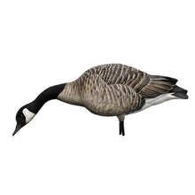 Avian-X AXP Honkers Full Body Realistic Goose Decoy with Sentry Walker Set Multicolor