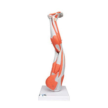3B Scientific Muscular Leg Model 9-Part 3B Smart Anatomy