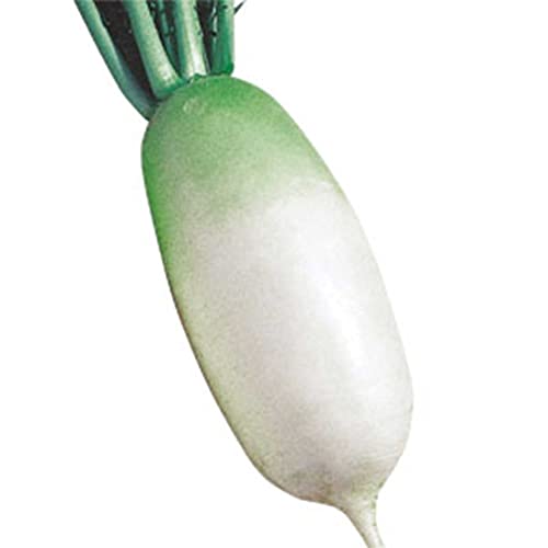 Kitazawa Seed Co Radish Seeds - Korean - Shin Dong Ha - Hybrid - 1 Lb