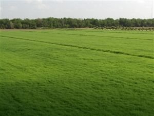 SeedRanch Bermuda Grass Seed Coated/Hulled - 50 Lb.