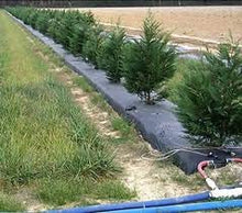 BERRY 5ft x 2400ft x 1.25mil Black Embossed Plastic Mulch