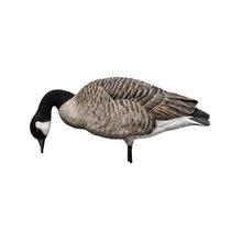 Avian-X AXP Honkers Fusion Pack Full Body Canada Goose Decoys Multicolor