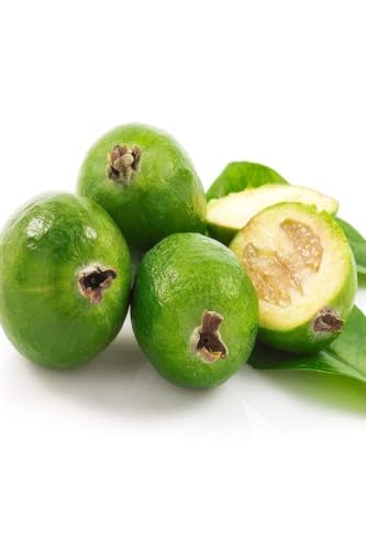 Feijoa Pineapple Guava Tree Sapling, Edible Fruit, Creamy Interior, Aromatic Sweet Flavor, Suitable for Pots, 2-3 Years Old, 20-28 Inches Tall