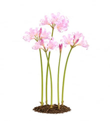Votaniki Lycoris Squamigera Resurrection Lily Top Size Bulbs, Pink Trumpet Flowers for Late Summer Gardens, Full Sun or Partial Shade, Butterfly and Hummingbird Planting