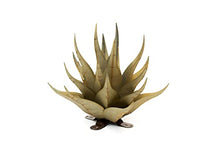 Desert Steel Sharkskin Agave - Small (22" W x 18" H) - Indoor/Outdoor Metal Yard Art & Yard Decor, All Weather