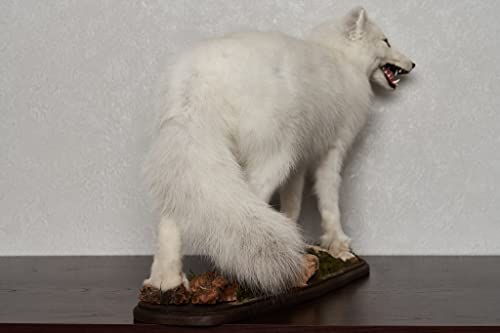 Generic Arctic Fox Taxidermy Mount Lifelike White Fox Decor