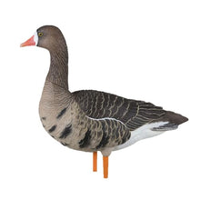 Avian-X AXP Specklebelly Decoy Fusion Pack 18 Pack