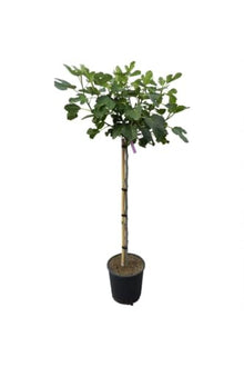 Fig Tree Sapling 'Aydın Sarı Lob' Variety - Potted and Grafted - 2-3 Years Old - Sweet, Delicious Fruit for Eating, Drying, and Pestil Making - Year-Round Planting Possible