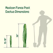 Cactus Outlet - Mexican Fence Post Cacti - Cactus Plants Live, 36”+ Live Plants Indoor & Outdoor Use, Rare Large Live Cactus - Landscape Ready Large Cactus Plant Live Delivered Right to Your Door