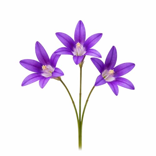 Votaniki Brodiaea Elegans Bulbs for Planting Elegant Cluster Lily Violet Blue Flowers Late Spring to Summer Blooming Drought Tolerant Garden Beds Borders Rock Garden Outdoor Growing (Pack of 250)