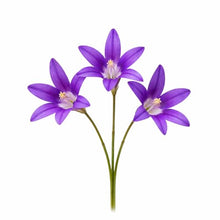 Votaniki Brodiaea Elegans Bulbs for Planting Elegant Cluster Lily Violet Blue Flowers Late Spring to Summer Blooming Drought Tolerant Garden Beds Borders Rock Garden Outdoor Growing (Pack of 250)