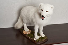Generic Arctic Fox Taxidermy Mount Lifelike White Fox Decor