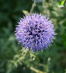 Votaniki Echinops Bannaticus 'Blue Glow' (Globe Thistle) #1 Size Root for Planting – Hardy Perennial with Spiky Blue Blooms | Perennial Fowers for Pollinators & Cut Flowers (25 Pack)
