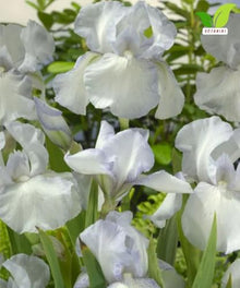 Votaniki Bearded Iris English Cottage Bare Root White Lilac Fragrant Flowers Spring Bloom Garden Border Cottage Landscape Full Sun Partial Shade (Pack of 25)