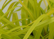 Classy Groundcovers: Everillo Sedge, 25 Pots - 3 1/4 in.