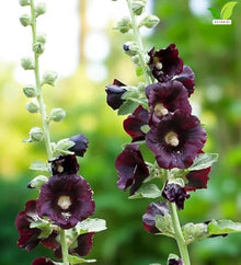 Votaniki Alcea Rosea Blacknight Hollyhock Root Live Plant Deep Black Purple Flowers Tall Perennial Cottage Garden Accent for Borders Cut Flower Gardens and Landscapes (25 Pack)
