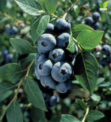 Votaniki Earliblue Blueberry #1 Size Plant, Early Season Sweet Light Blue Fruit, Upright Northern Highbush Shrub for Acidic Soil, Gardens, Patios and Edible Landscapes