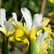 Dutch Iris ‘Coco Beach’ – Top-Size 8+ cm Bulbs for Fall Planting | White and Yellow Petals with Deep Golden-Orange Blotch | Hardy 50 cm Perennial Ideal for Garden Beds and Vibrant Cut Bouquets
