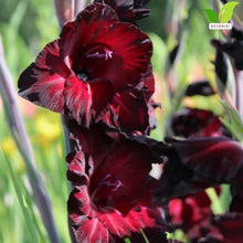 Votaniki's Espresso Gladiolus Bulbs for Planting Dark Red Flower Bulbs Summer Bloom Tall Gladiolus Corms for Garden Beds Borders Cut Flowers Deer Resistant Easy Grow Pack (Pack of 250)