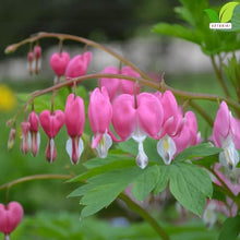 Votaniki's Pink Bleeding Heart Dicentra Spectabilis Live Plant Root Shade Perennial Spring Bloom Heart Shaped Flowers Deer Resistant Garden Plant for Borders Containers Woodland Gardens (Pack of 50)