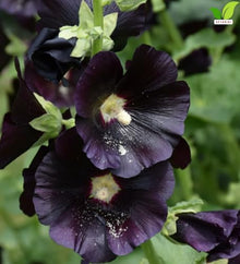 Votaniki Alcea Rosea Blacknight Hollyhock Root Live Plant Deep Black Purple Flowers Tall Perennial Cottage Garden Accent for Borders Cut Flower Gardens and Landscapes (25 Pack)