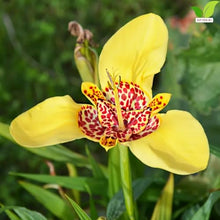 Votaniki Tigridia Pavonia Aurea Bulbs Golden Yellow Mexican Shell Flower Summer Bloom Garden Plants Pollinator Friendly Outdoor Planting Full Sun (Pack of 100)