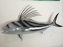 Mount This Fish Company 43" Roosterfish Wall Mount Trophy 43" Two Sided